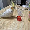 iruiru