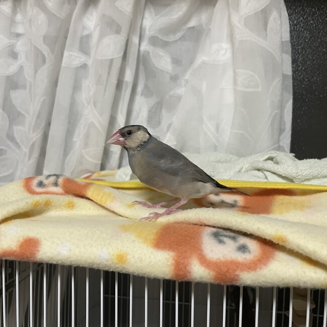 iruiruのカバー写真