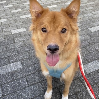 ふわふわの毛並みのふわ君