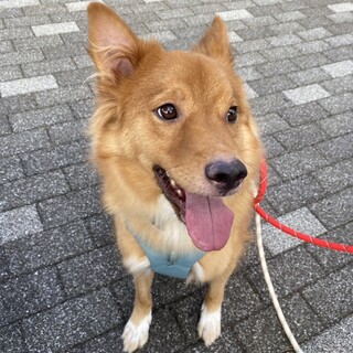 ふわふわの毛並みのふわ君