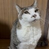 マロタマ