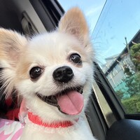 パピ