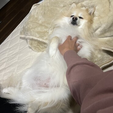 撫でハラがすごい