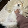 撫でハラがすごい