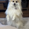 後ろ足だけで立つのが上手！