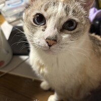 ガブ