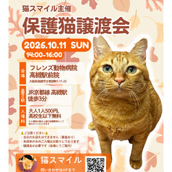 ねこの譲渡会＠高槻市