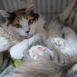 おきなわ美ら猫❤譲渡会 in 天白区一軒家会場
