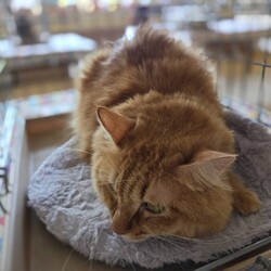 フワフワ猫たくさんいます。おきなわ美ら猫❤譲渡会 in 天白区