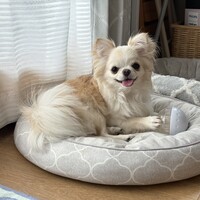 シフォン