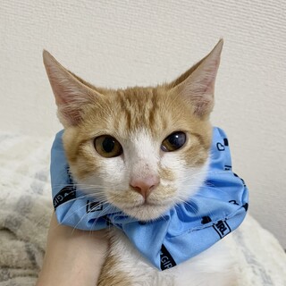 チェリオ　ビビりだけど甘えん坊の茶白男子