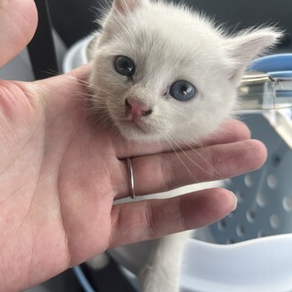 生後1ヶ月の白い仔猫。女の子です。