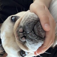 ぶる