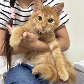 半長毛、尻尾ふわっふわ、ノルウェージャン風の子猫