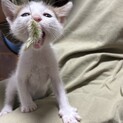 白ブチちゃん、オス、3ヶ月