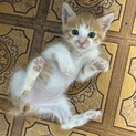 茶トラちゃん、オス、3ヶ月