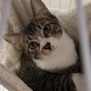 初めてでも飼いやすい順応性のある甘えん坊くん