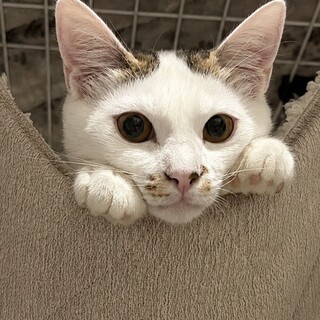 クリクリお目目でお鼻のぶちが凄くキュートな子