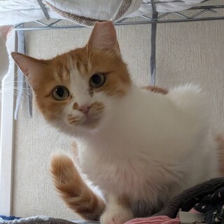 おしゃべり大好き！琴ちゃん