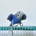 セキセイインコの里親募集