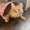 抱っこ大好きメインクーンミックス･男の子5歳 サムネイル2