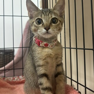 譲渡会参加予定★シャイで甘えん坊の舞鶴ちゃん