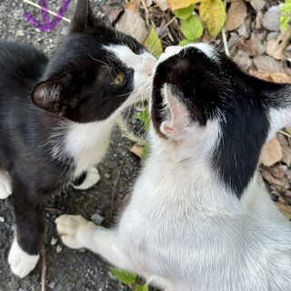 生後2ヶ月の兄弟猫！ワクチン・去勢/避妊後の引渡し