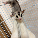 フクロウモモンガの男の子(交渉中)