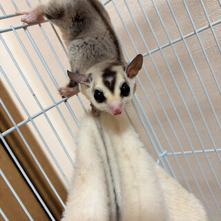 フクロウモモンガの男の子(交渉中)