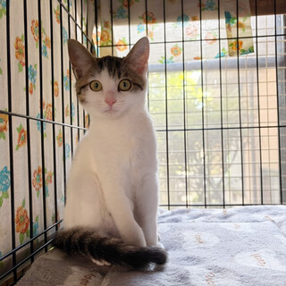 譲渡会参加⭐︎遊ぶのだいすき！子猫のおでん♂