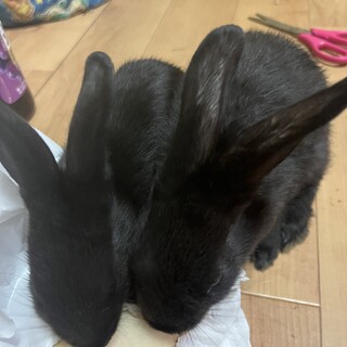うさぎさん里親募集
