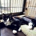 譲渡会参加⭐︎ふわふわ長毛！子猫のもふもふ