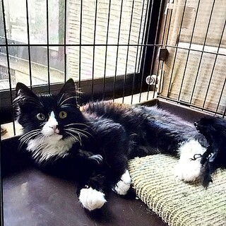 譲渡会参加⭐︎ふわふわ長毛！子猫のもふもふ