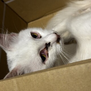 白猫長毛 恐らく成猫