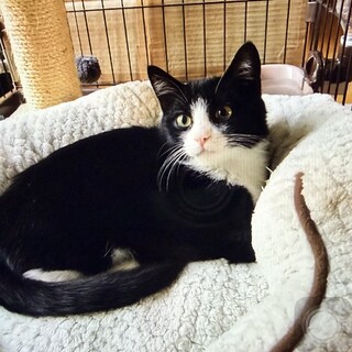 譲渡会参加⭐︎ツンデレ！子猫のごましお