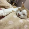 とろけるおいも