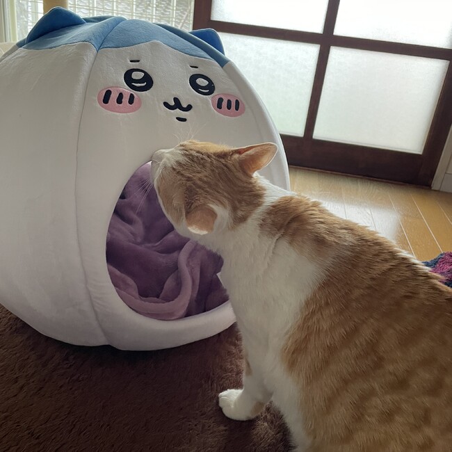 とろけるおいものカバー写真