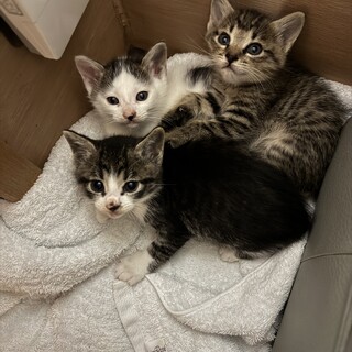 あまえんぼな子猫たち
