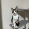 肩乗り3姉妹！人が大大大好きなキジシロ♡ゆら