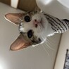 肩乗り3姉妹！人が大大大好きなアメショ柄♡あむ サムネイル3