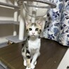 肩乗り3姉妹！人が大大大好きなアメショ柄♡あむ サムネイル5