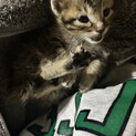 生後1ヶ月程の子猫の里親募集中