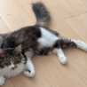 猫好きみみ