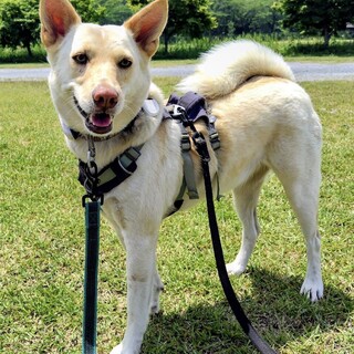 あやめ　女の子　お散歩優秀な肝っ玉母さん
