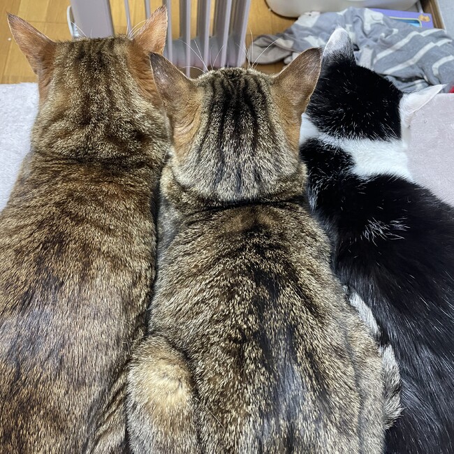 熊手のカバー写真