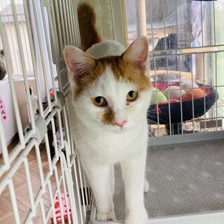 抱っこ大好きで超甘えん坊のタイスケ君