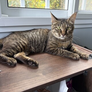 優しいお母さん猫