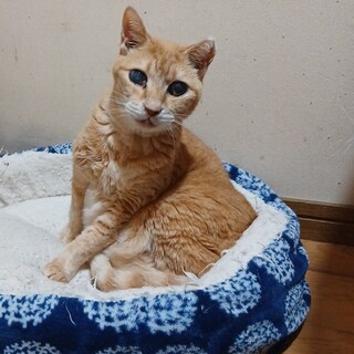 甘え方も控えめでいつも静かに寝ている敏です