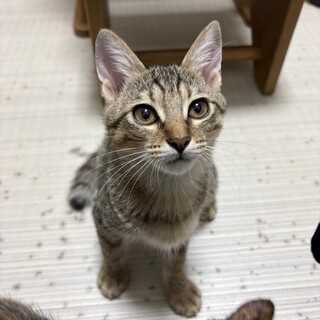 元気いっぱい甘えん坊のキジトラ美猫