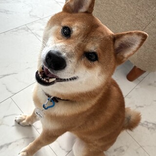 お散歩大好き穏やかな柴犬の男の子レイ